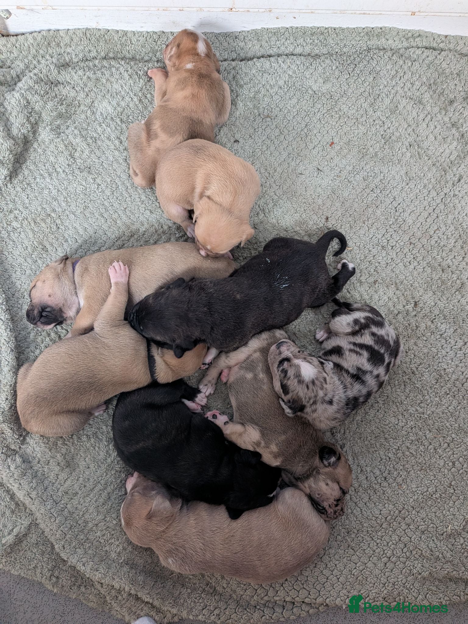Mixed Breed dogs Mixed mastiff breed puppies - Advert 2