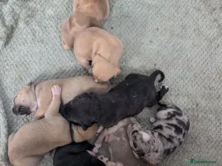 Mixed Breed dogs Mixed mastiff breed puppies - Advert 11
