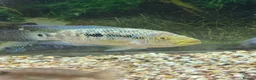 Cichlids fish for sale: Jack Des in Wolverhampton - Advert 6