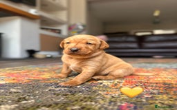 Labrador Retriever dogs for sale: Fox Red Labrador Puppies From Working Parents - Image 3