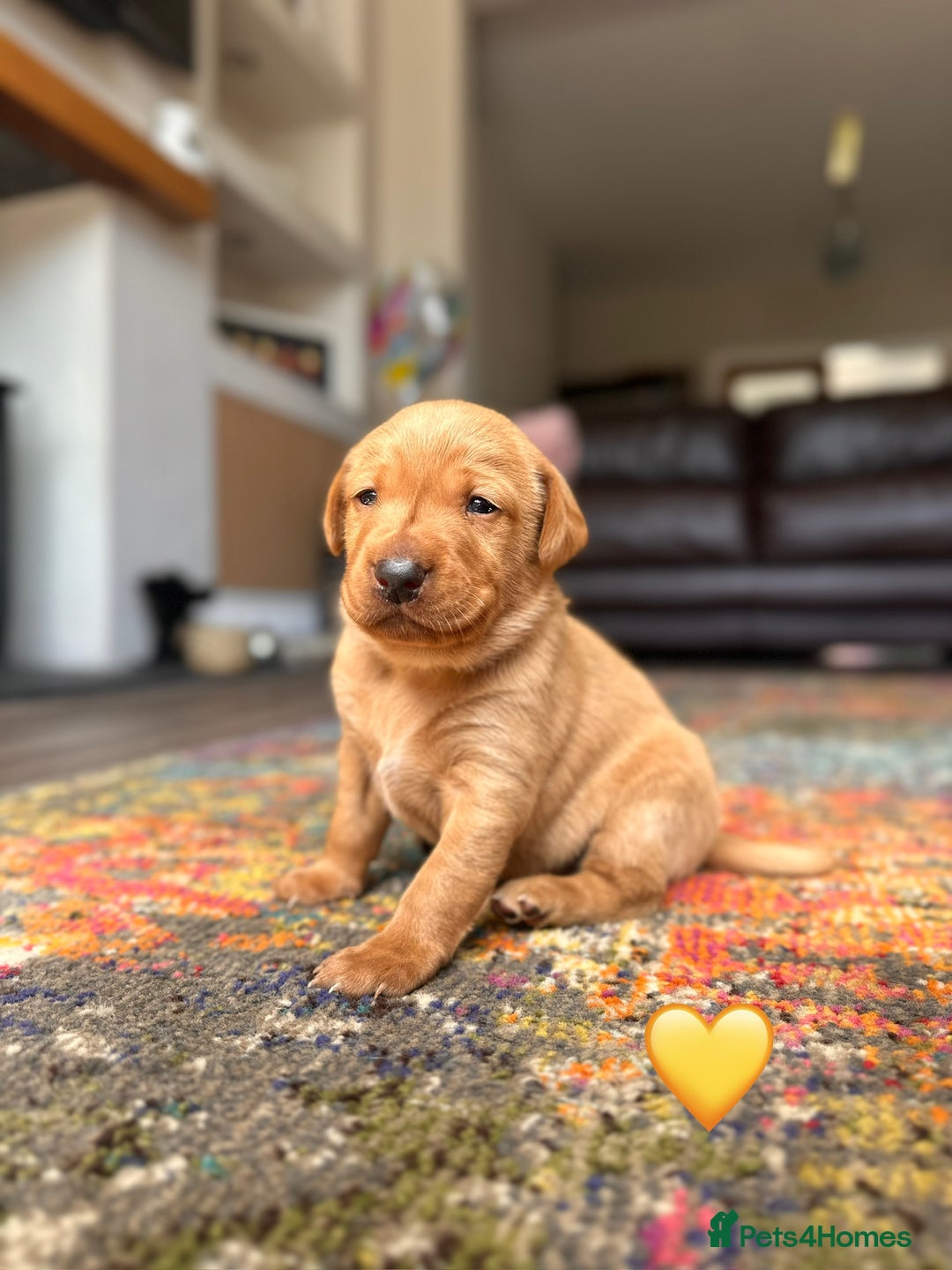 Labrador Retriever dogs for sale: Fox Red Labrador Puppies From Working Parents - Image 3