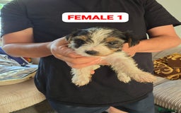Mixed Breed dogs for sale: FOR SALE (YORKSHIRE TERRIER) - Image 3