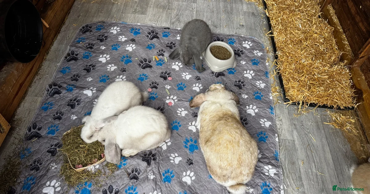 Wise Rabit French Lop Rabbits for Sale for sale | Pets4Homes