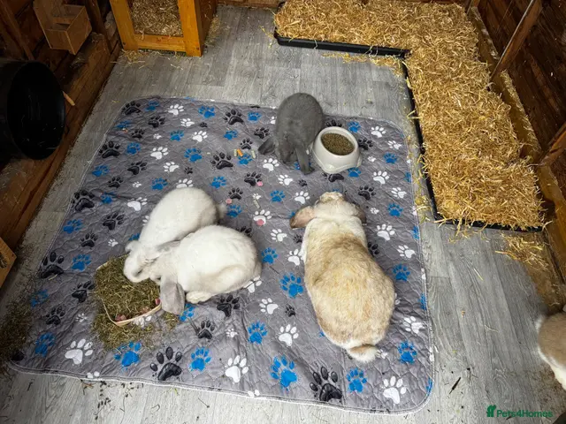 French Lop rabbits 🩷 French Lop Kits ready to leave 🩷 - Advert 1