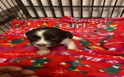 English Springer Spaniel dogs for sale: Beautiful litter of 11 springer spaniel puppies  - Advert 16