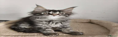 Maine Coon 6