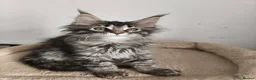 Maine Coon cats for sale: ✨ STUNNING TICA REGISTERED MAINE COON KITTENS ✨ in Livingston - Advert 14