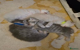 British Shorthair cats for sale: 🐾 4 Adorable British Shorthair Kittens Available! - Image 8