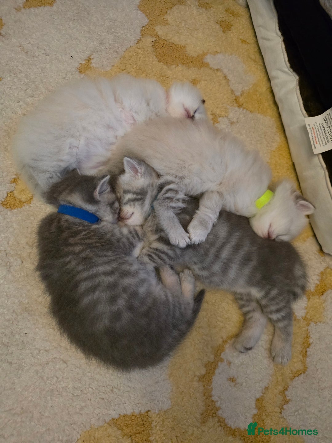British Shorthair cats for sale: 🐾 4 Adorable British Shorthair Kittens Available! - Image 8