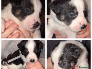 Mixed Breed dogs - Advert 4