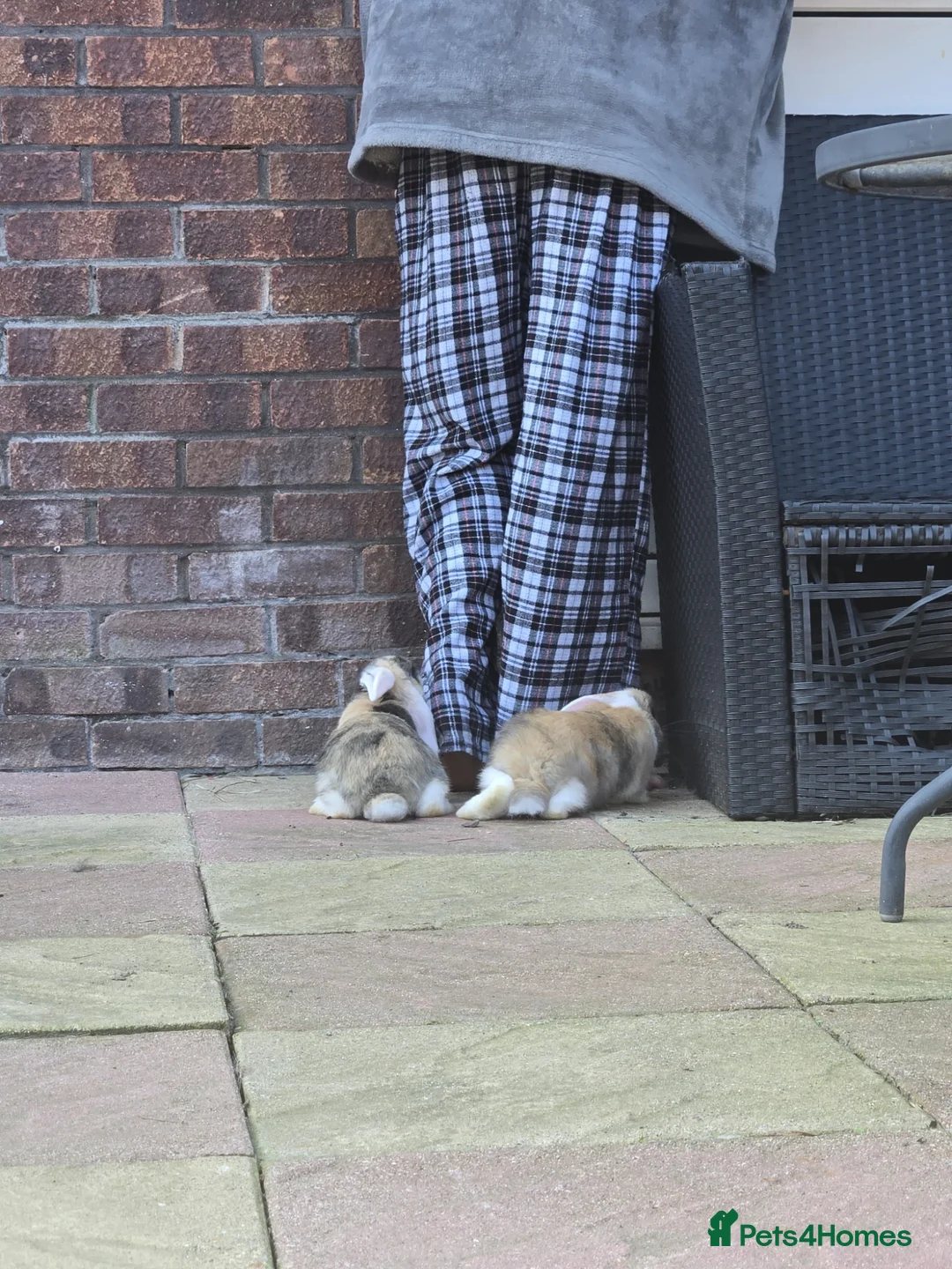 English Lop rabbits for sale: Adorable Baby Rabbits for Sale(boy and girl left) - Advert 2