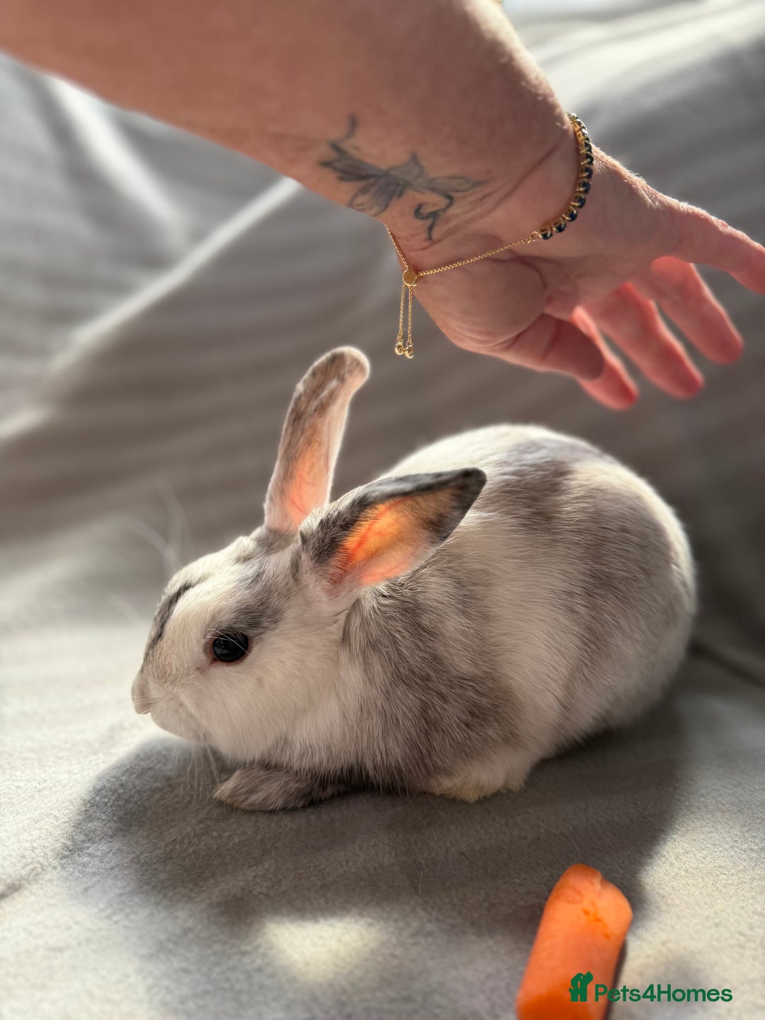 Mixed Breed rabbits for sale: 3 stunning Lop crossed with Double lion mane - Image 4
