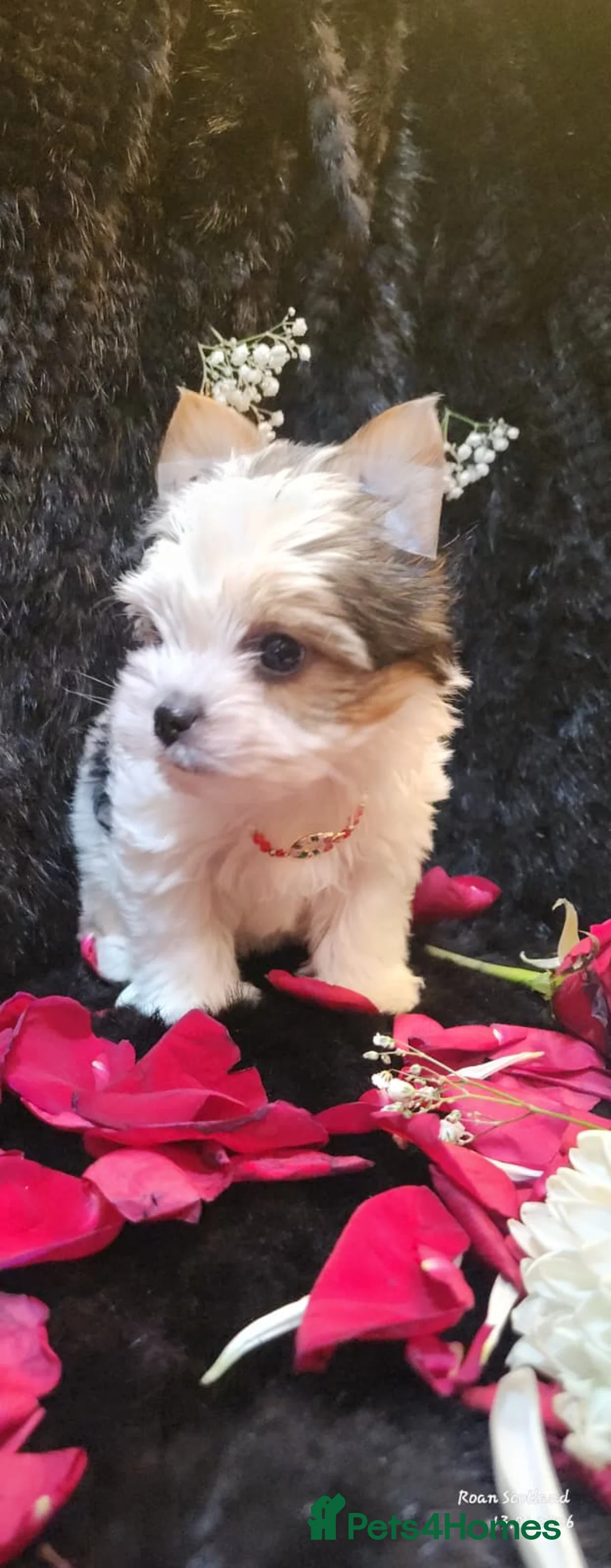 Yorkshire Terrier dogs for sale: Luxury Yorkshire Terrier Puppies/Home Raised/IHR   - Advert 37