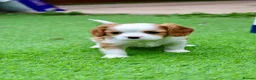 Cavalier King Charles Spaniel dogs for sale: Cavalier Boy Available - Advert 5
