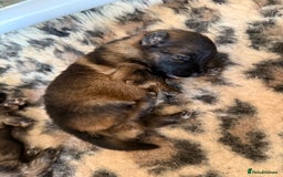 German Shepherd dogs for sale: 5 health tested kc reg German shepherd pups - Image 3