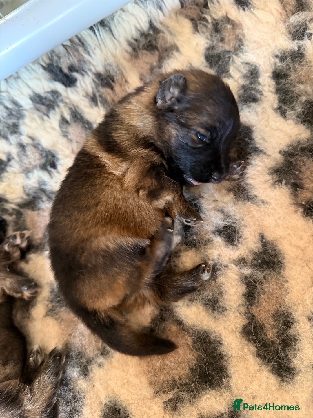 German Shepherd dogs for sale: 5 health tested kc reg German shepherd pups - Image 3