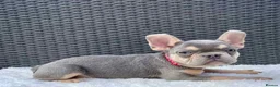 French Bulldog dogs for sale: French Bulldog Puppies - Advert 4