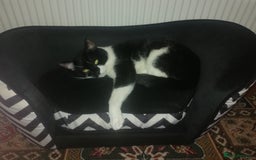 British Shorthair cats for sale: White and black female and male cats - Image 19