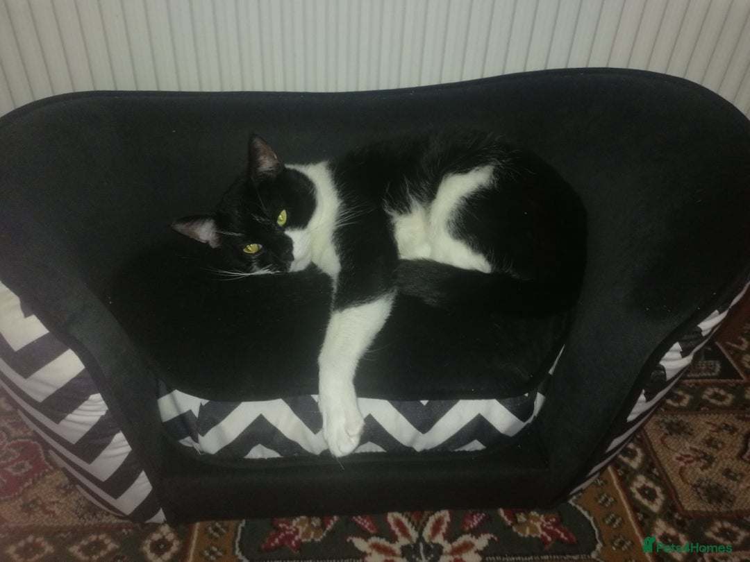 British Shorthair cats for sale: White and black female and male cats - Image 19