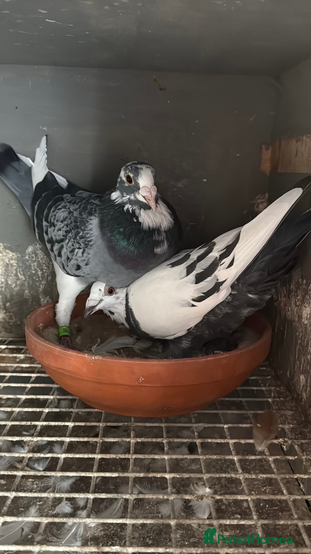 Pigeons birds for sale: Pigeons - Image 2