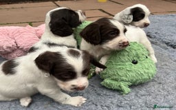 English Springer Spaniel dogs for sale: Oustanding DNA KC working Springer Spaniel pups - Image 9