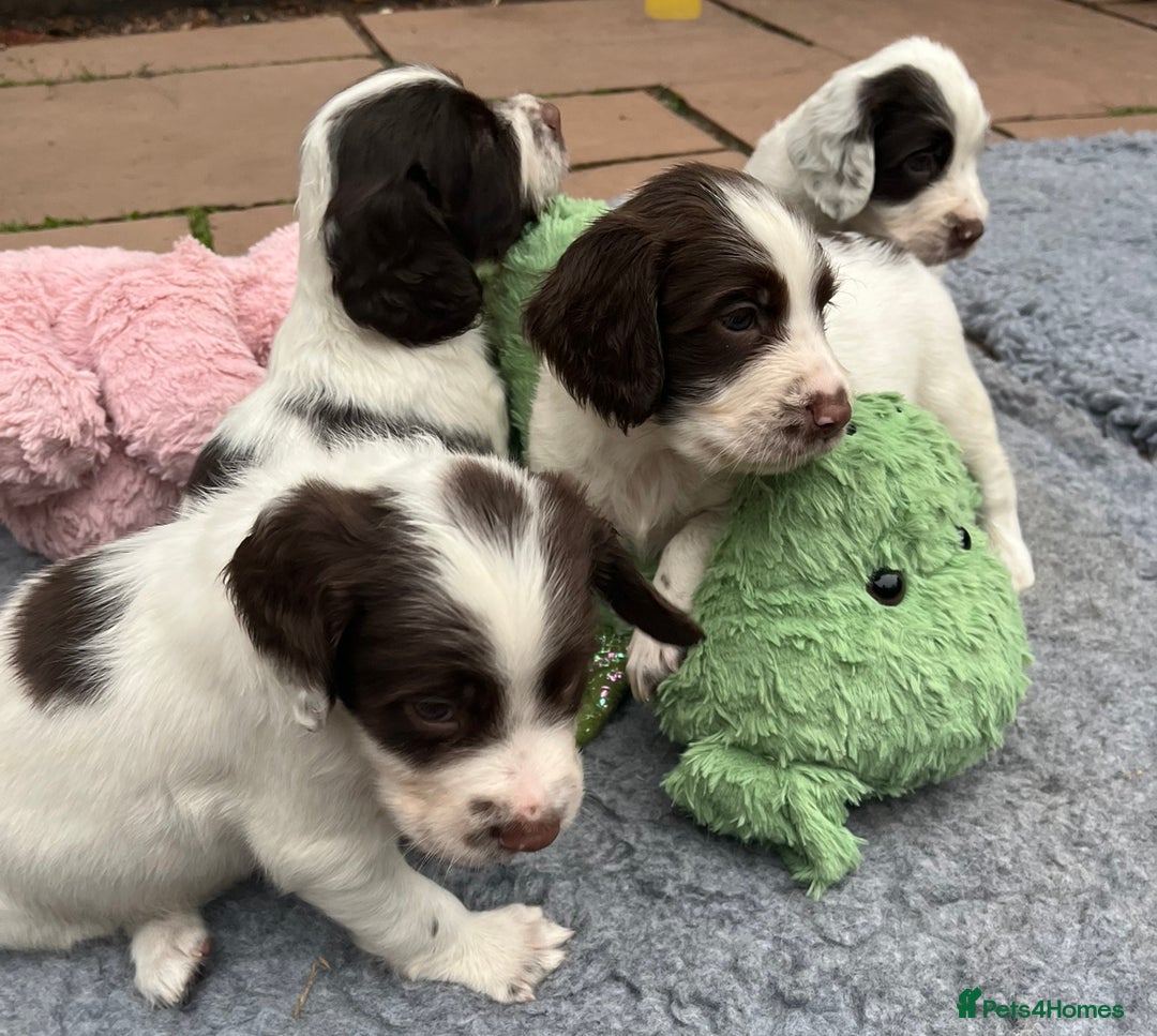 English Springer Spaniel dogs for sale: Oustanding DNA KC working Springer Spaniel pups - Image 9