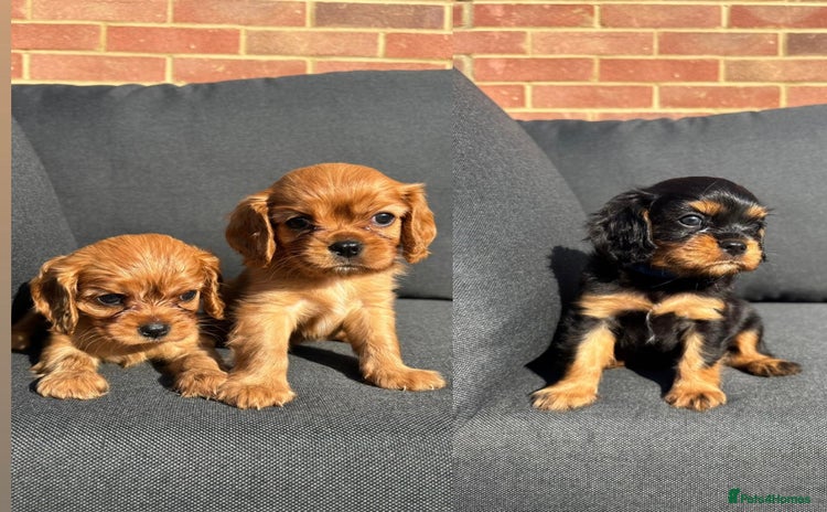 Cavalier King Charles Spaniel dogs - Advert 2