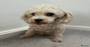 Cavachon dogs - Advert 13