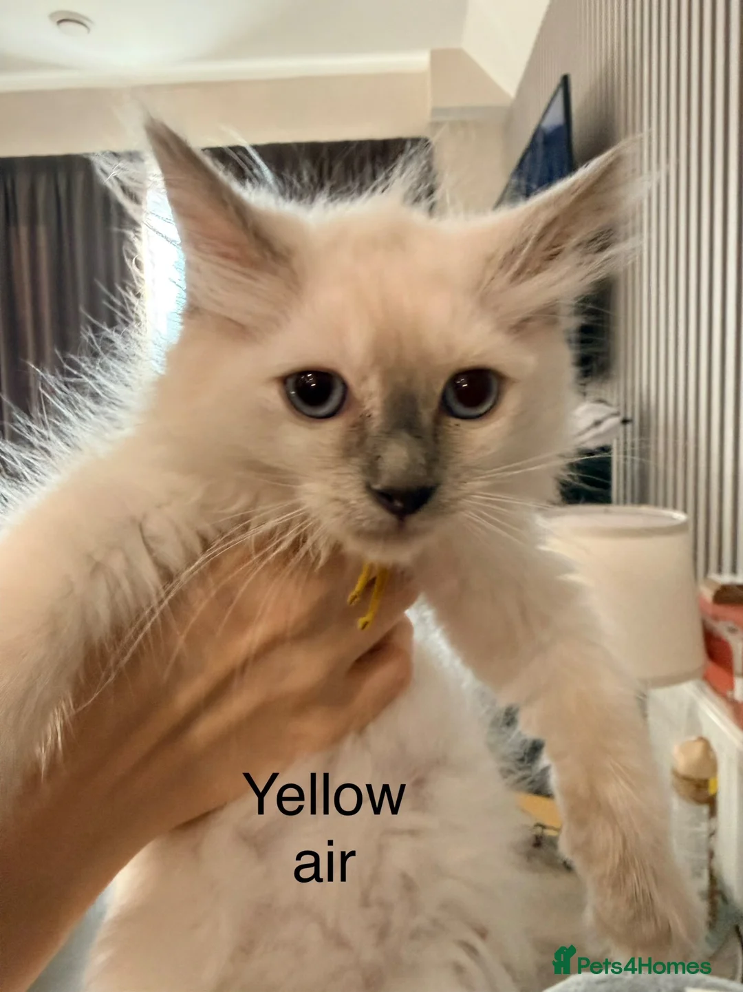 Ragdoll cats for sale: 4 ragdoll kittens ready to leave now  - Advert 1