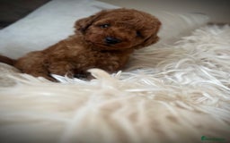 Cockapoo dogs for sale: 🌸Stunning fox red toy cockapoo🌸 - Image 5