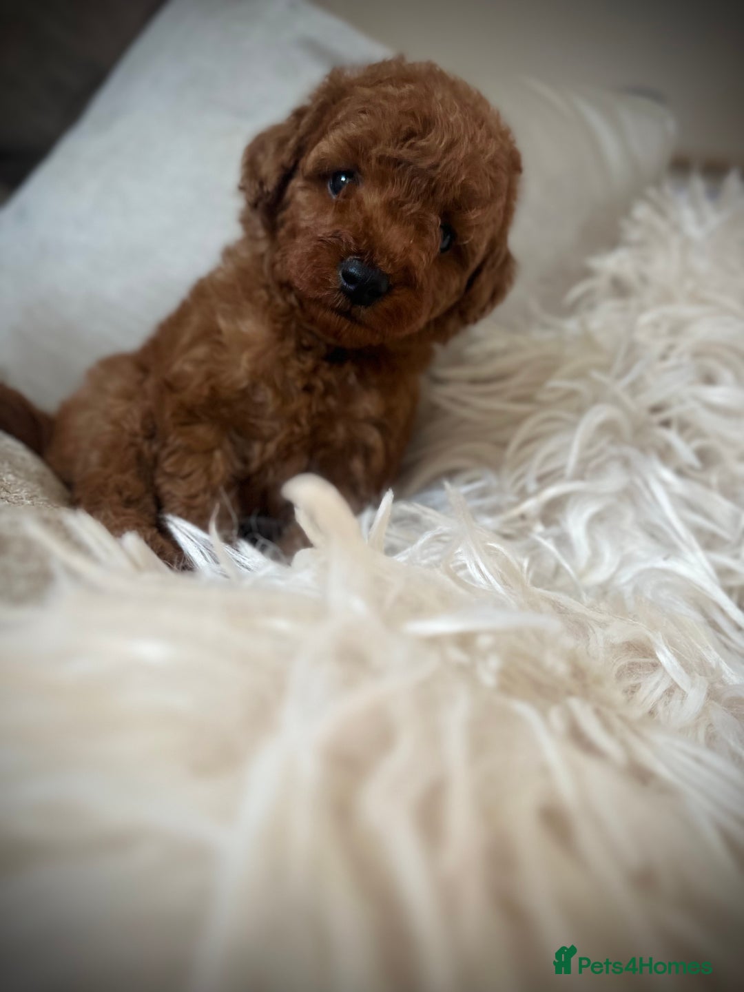 Cockapoo dogs for sale: 🌸Stunning fox red toy cockapoo🌸 - Image 5