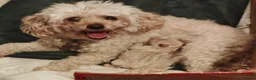 Toy Poodle dogs for sale: Extensively Health-Tested Female Toy Poodle Puppy - Advert 7