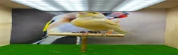 Canaries birds for sale: Red mosaic canary  - Advert 9