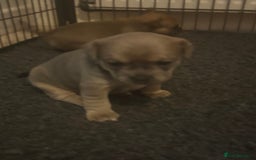 Mixed Breed dogs for sale: French bullhuahua - Image 25