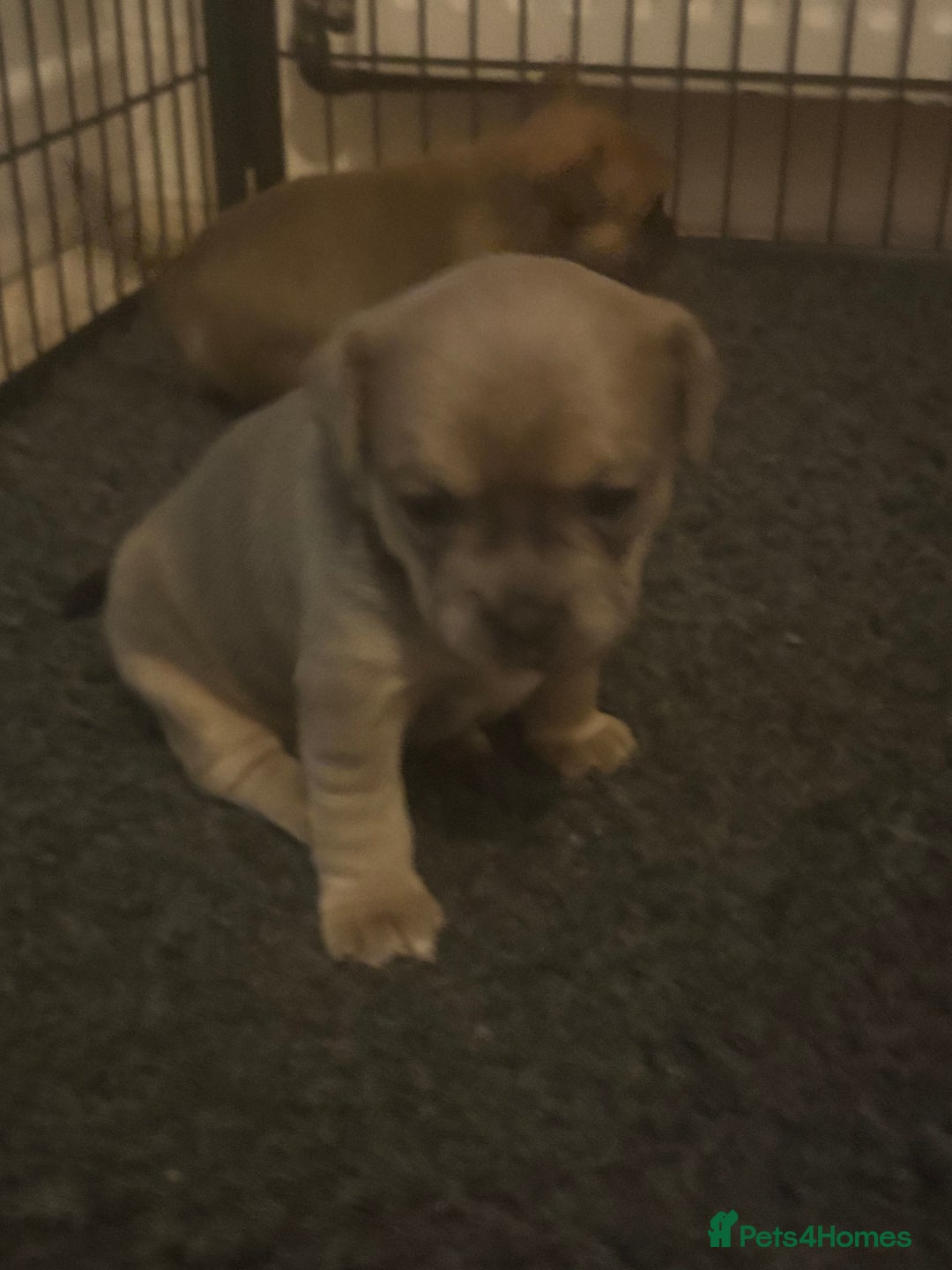 Mixed Breed dogs for sale: French bullhuahua - Image 25