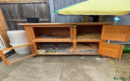Dutch rabbits for sale: Pair of bonded vaccinated female rabbits - Image 11