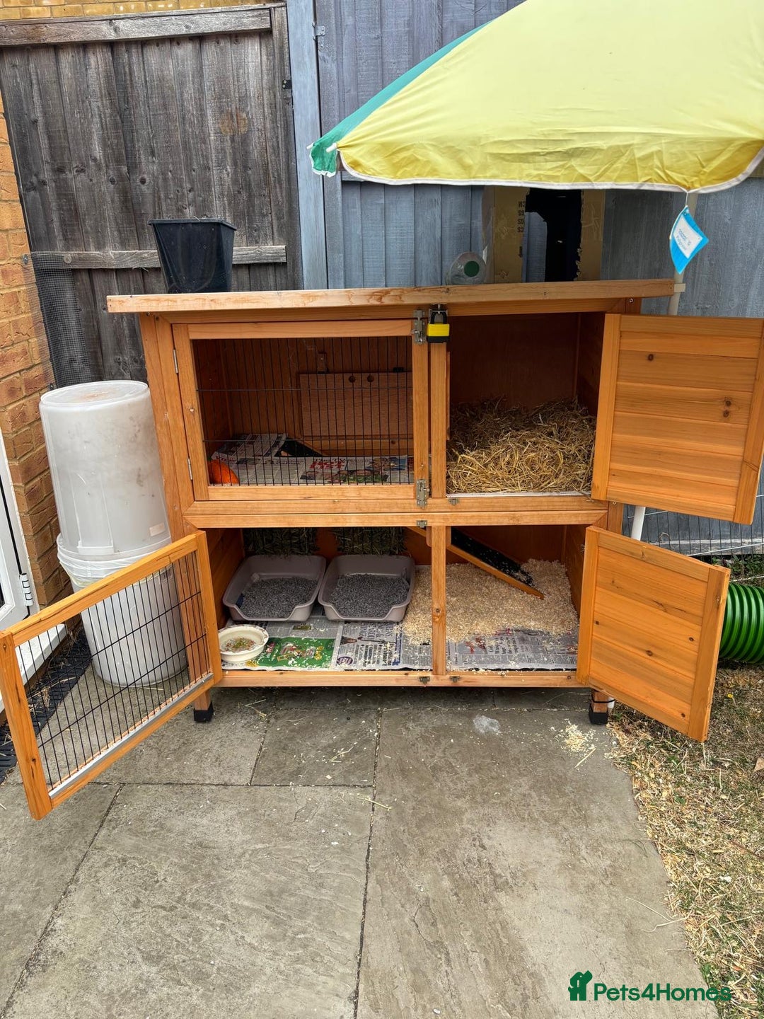 Dutch rabbits for sale: Pair of bonded vaccinated female rabbits - Image 11
