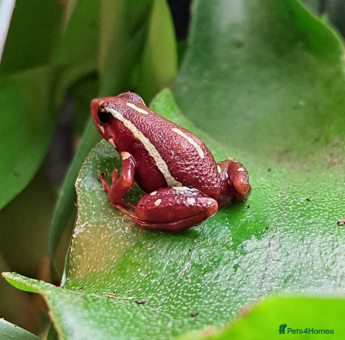 Frog reptiles Anthony's Dart Frogs for Sale - £35 for the pair - Advert 9