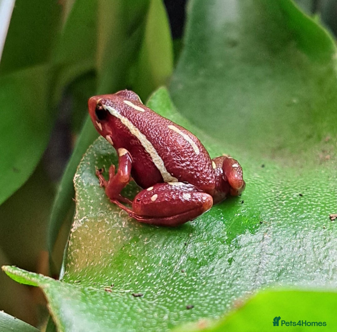 Frog reptiles for sale: Anthony's Dart Frogs for Sale - £35 for the pair - Advert 1