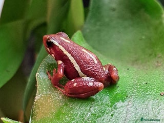 Frog reptiles Anthony's Dart Frogs for Sale - £35 for the pair - Advert 4