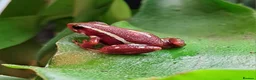 Frog reptiles for sale: Anthony's Dart Frogs for Sale - 3 available - Advert 1