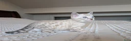 Bengal cats for sale: 🖤🩶🤍 Stunning Bengal Kittens 🤍🩶🖤 - Advert 26