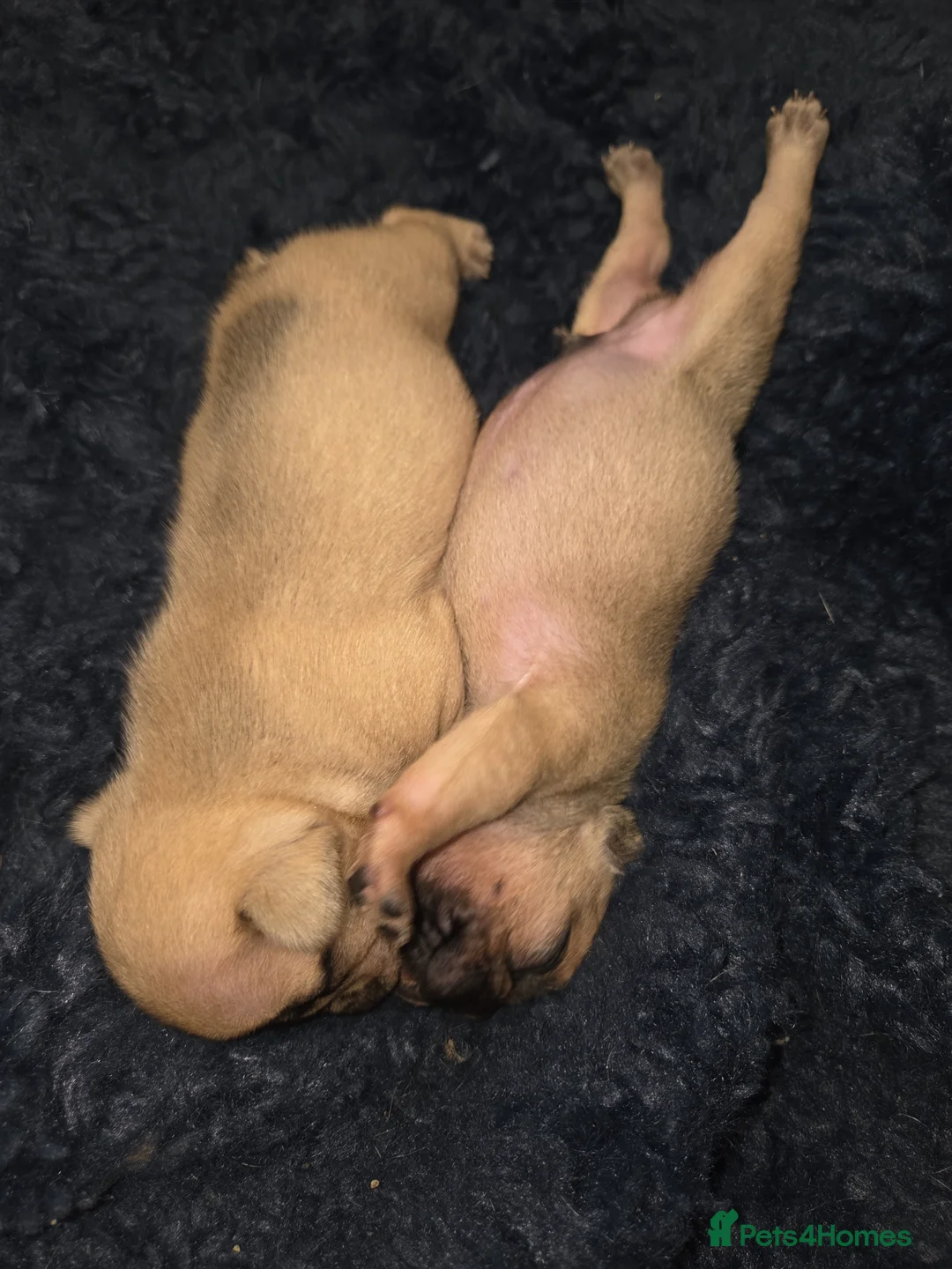 French Bulldog dogs for sale: French bulldog puppies  - Advert 10