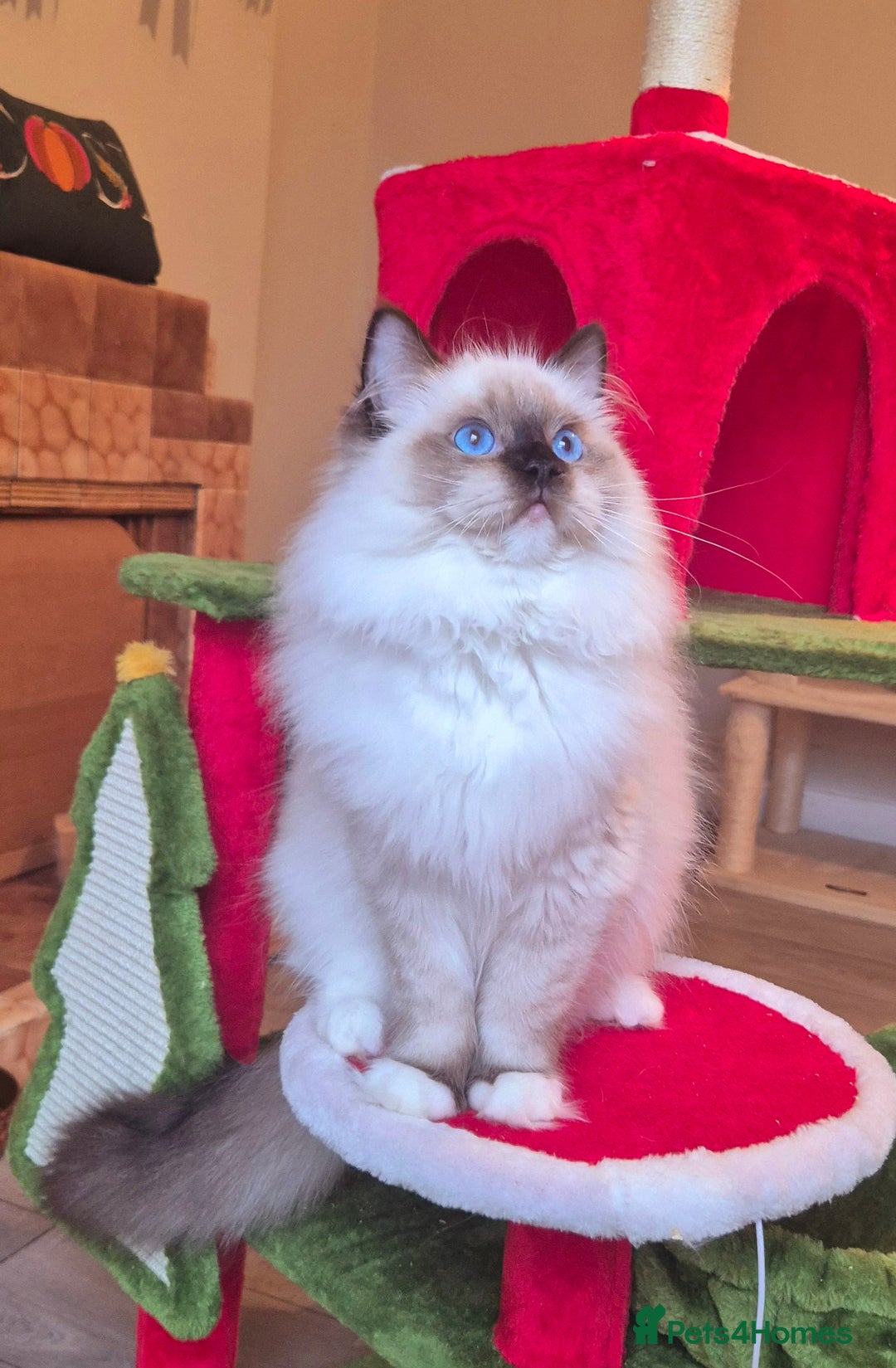 Ragdoll cats for sale: Ragdoll male kitten gccf active - Advert 8