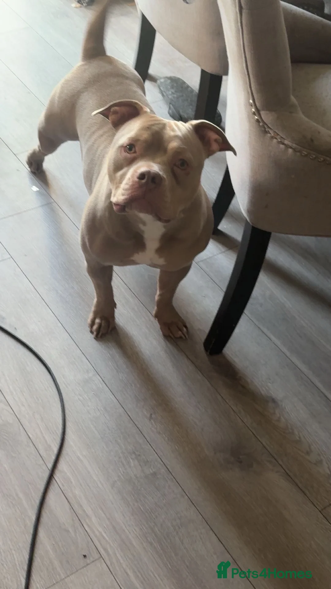 American Bulldog dogs for sale: 1 Year Old Pocket Bully Female  - Advert 3