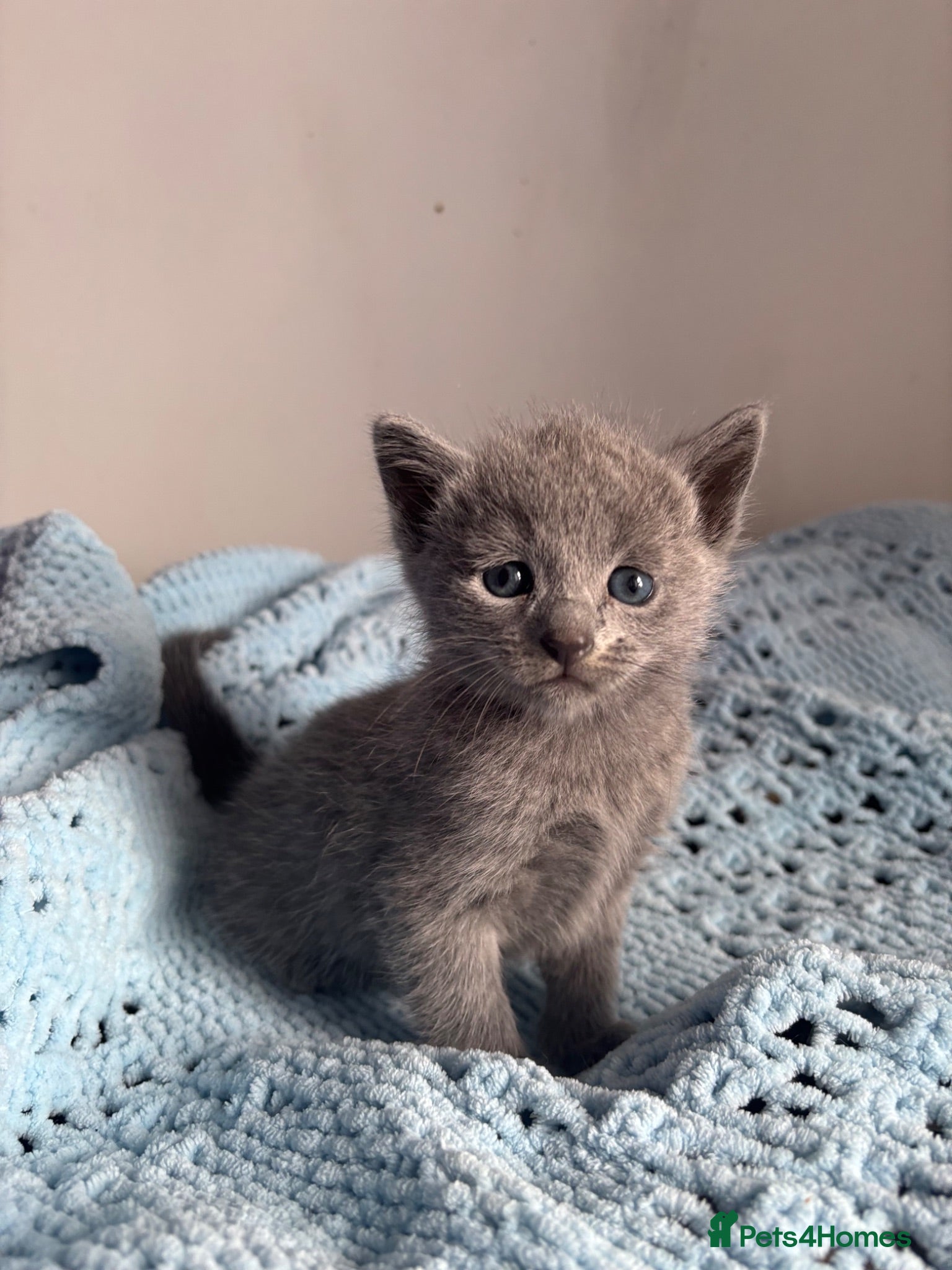 Russian Blue cats for sale: Pure pedigree Russian blue kittens  - Advert 1