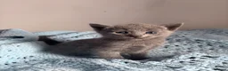 Russian Blue cats for sale: PURE PEDIGREE RUSSIAN BLUE KITTENS INSTAGRAM STARS - Advert 22