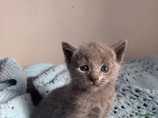 Russian Blue cats for sale: Pure pedigree Russian blue kittens - Advert 1