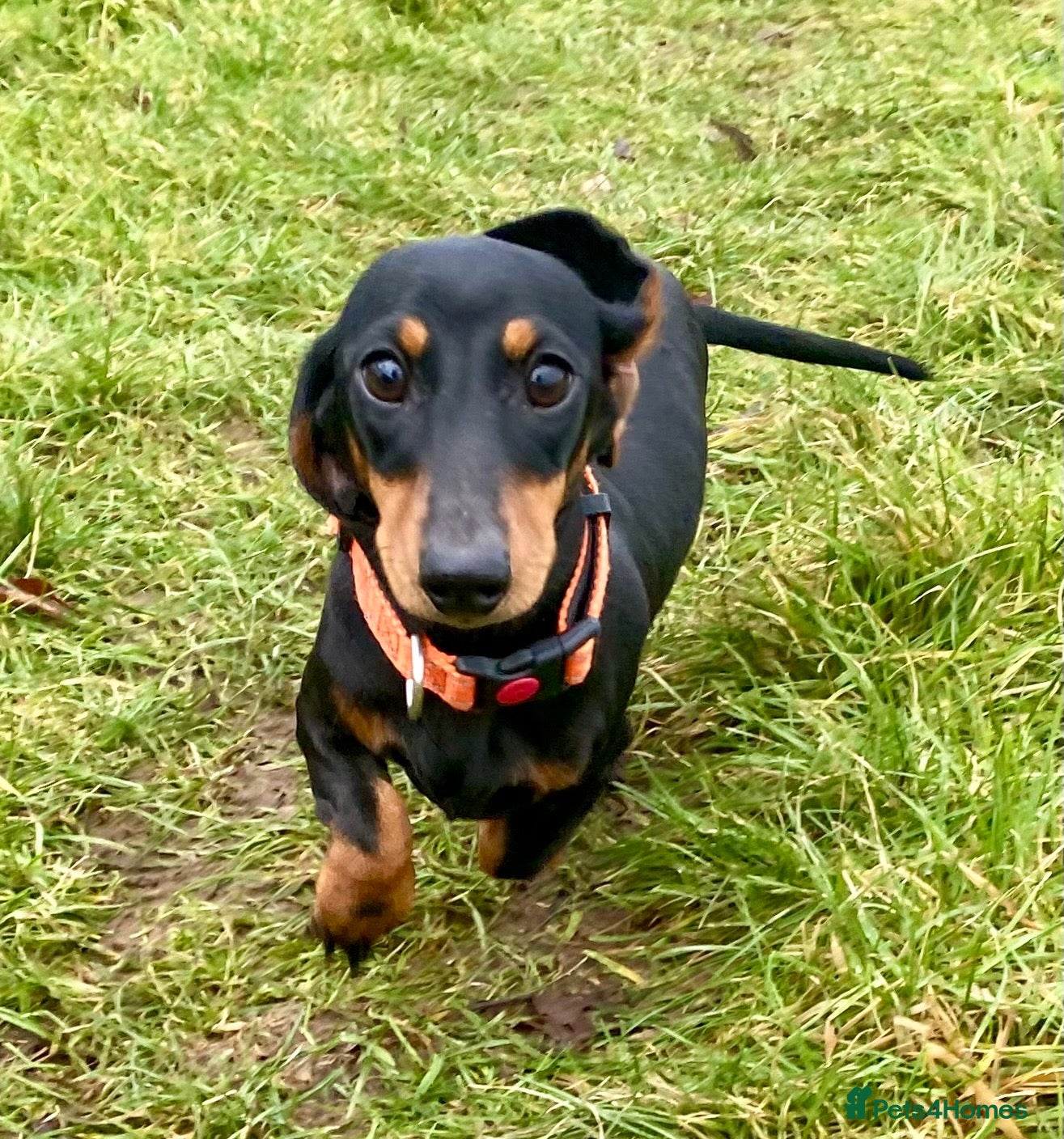 Miniature Dachshund dogs for sale: Kennel Club Reg Female 18 months - Advert 3