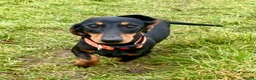Miniature Dachshund dogs for sale: Kennel Club Reg Female 18 months - Advert 4